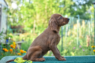 Red irish setter dog head portrait on nature