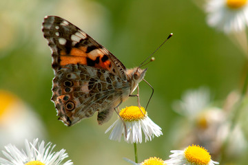 butterfly on flower