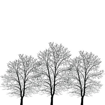 Vector image of black trees. Big tall trees in black on a white background. For decoration and decoration in a natural style. Take care of nature and save trees. Beautiful natural tree.