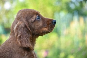 Red irish setter dog head portrait on nature