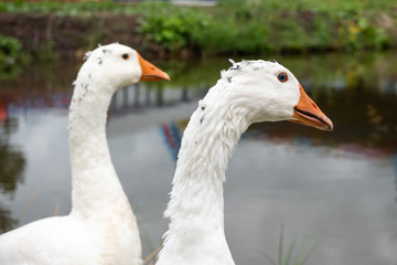 White domestic geese walk against the backdrop of the pond. Goose farm. Domestic goose