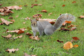Naklejka premium squirrel on the autumn grass