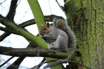 eating squirrel on the tree