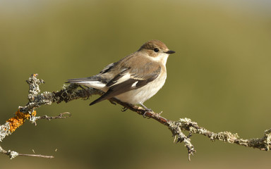 Papampapamoscas cerrojillo