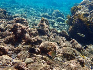 南伊豆　ヒリゾ浜でシュノーケル