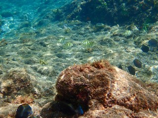 南伊豆　ヒリゾ浜でシュノーケル