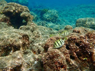 Fototapeta premium 南伊豆 ヒリゾ浜でシュノーケル