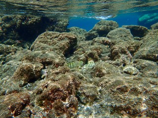 南伊豆　ヒリゾ浜でシュノーケル