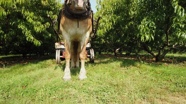 Farm Horse Ready To Pull An Amish Cart To Market. SLOW MOTION