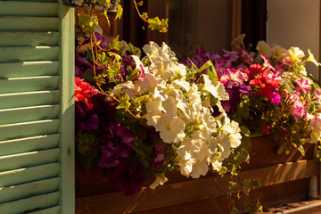 Colorful flowers on windowsill with open wooden exterior shutters