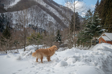 ペンション朝ねぼう_雪_ゴールデンレトリバー