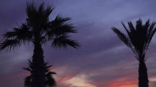 Close up of two beautiful palm trees with colourful sunset. Macro shot of dark palm silhouettes against pink and blue sky at dusk