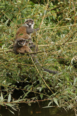 Couple of mongoose lemurs hiding in branches. Picture of the critically endangered monkey species occurring in Madagascar in its natural habitat.