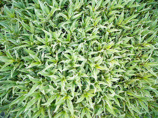 Fototapeta premium Flame Flower Plant Growing