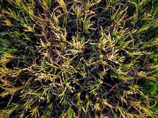 Rainbow Croton Growing