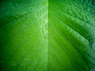 Pattern of Teak Leaf