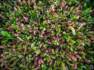 The Multi-colors Croton Growing