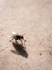 Fly Perched on The Cement