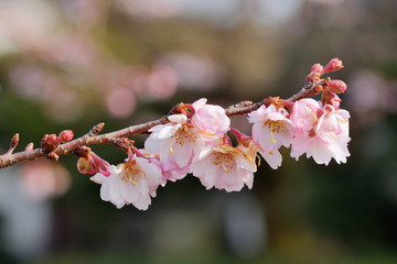 妙蓮寺の御会式桜