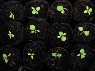 Small Thai Eggplants Born from Seeds on  Plastic Bag