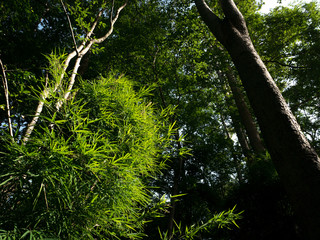 Bright Bamboo Leaves
