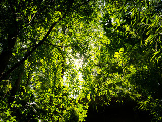 Fototapeta premium Sun Light Through The Leaves in The Forest