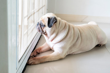 Sad pug dog waiting for owner at the door. Hope to play outside