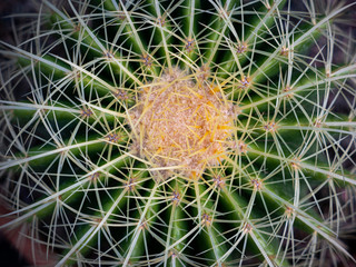 Naklejka na ściany i meble The Circle of Cactus Growing in The Pot, Top View