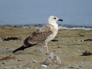 чайка на побережье черного моря
