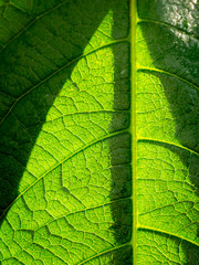 Fototapeta na wymiar Pattern of The Texture of The Leaf