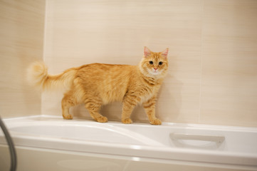 お風呂で遊ぶ猫のマンチカン