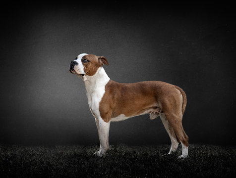 American Staffordshire terrier on black background