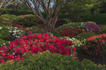 beautiful flowers garden in the japanese gardens toowoomba