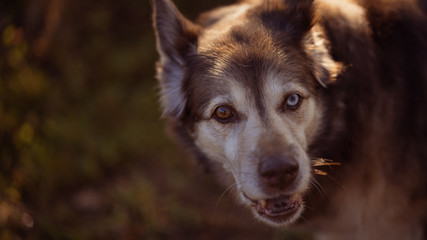 Portrait of an old dog husky