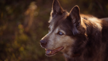 Portrait of an old dog husky