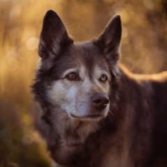 Portrait of an old dog husky