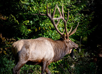 A bull elk during rut in Benezette, PA following a cow from his harem