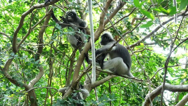 Dusky leaf monkey ( Spectacled langur ) on tree in forest with natural green background at Khao Sam Roi Yot National Park , Thailand 