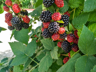 Berry background. Close up of ripe blackberry. Ripe and unripe blackberries on the bush with selective focus.