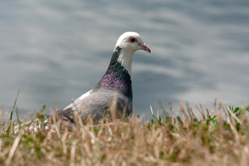 pigeon on grass