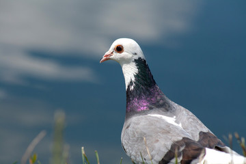 pigeon on grass