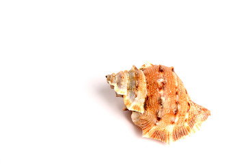 Seashell isolated on white background
