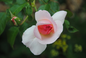 pink rose in garden