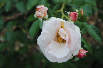 white roses in the garden