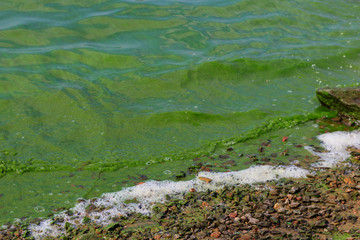 Blooming green water. Green algae polluted river