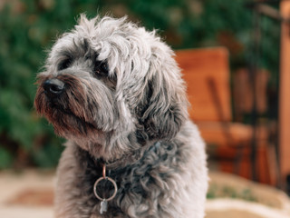 Cute fluffy dog portrait outdoor