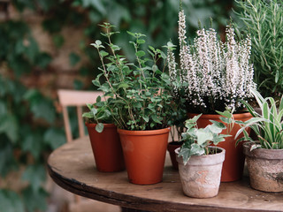 Plants in pot. Herbs and flowers.