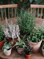 Plants in pot. Herbs and flowers.