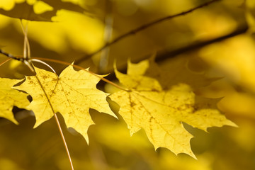 Beautiful colorful leaves in autumn forest. Red, orange, yellow, green and brown autumn leaves. Maple foliage. Seasonal background.
