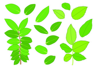 Green Leaves fresh abstract isolated on white background illustration vector